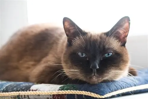 appelkop siamese kat