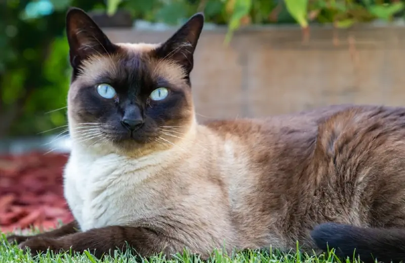 Hoe lank leef Siamese katte? Gemiddelde lewensduur, Data & Sorg