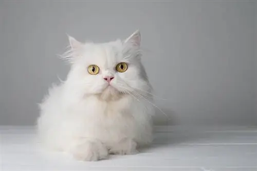 witte perzische kat zittend op de tafel