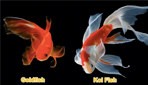 Guldfisk vs Koifish