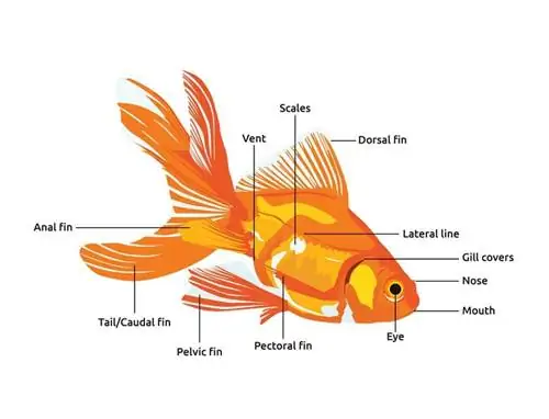 grafico di anatomia del pesce rosso