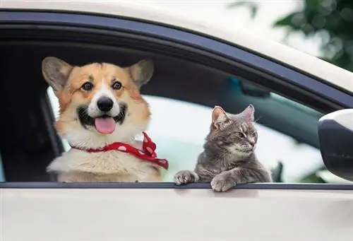 Corgi-Hundewelpe und eine süße getigerte Katze lehnten sich aus einem Autofenster