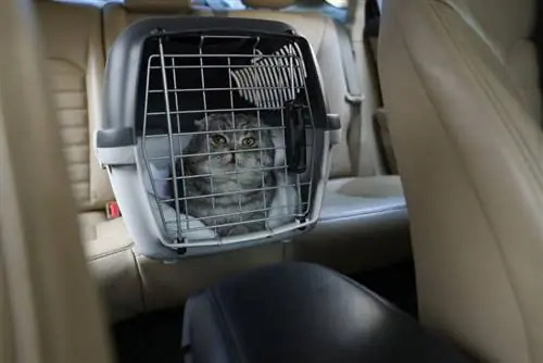 Gato escocês dobrado dentro da caixa de transporte do animal de estimação no carro