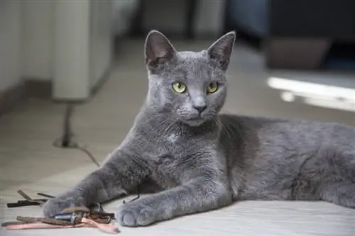 7 ปัญหาสุขภาพแมว Nebelung ที่พบบ่อย & สิ่งที่คาดหวัง