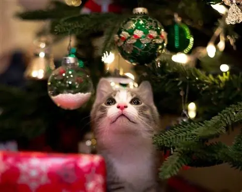 Perché i gatti AMANO così tanto gli alberi di Natale? 3 ragioni per questo comportamento