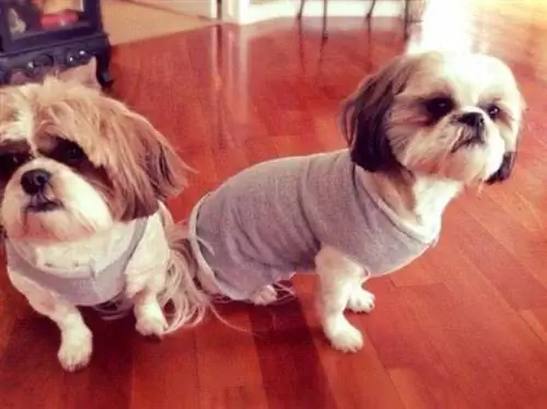 Pull pour chien cinq minutes sans couture