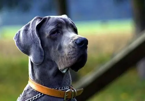 100+ Great Dane-name: idees vir reuse & sagte honde