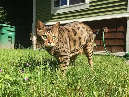 Cheetoh Kat In Gras