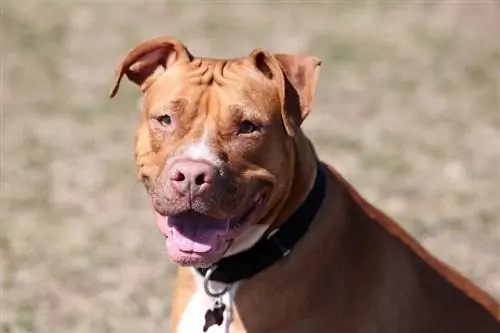 Gammel Familie Red Nose Pit Bull