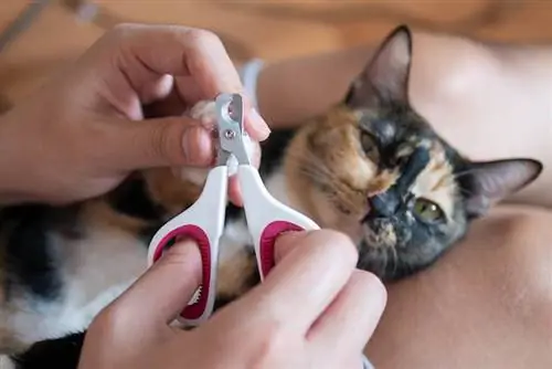 Comment utiliser les coupe-ongles pour chat : 8 astuces & Astuces