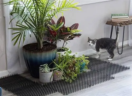 5 répulsifs pour chats faits maison pour éloigner les chats (avec recettes)