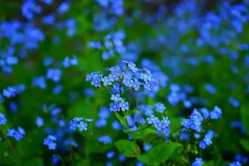 Forget-Me-Nots