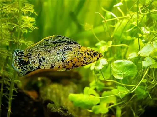 Sailfin Molly