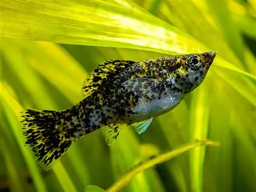 molly de sailfin (Poecilia latipinna)