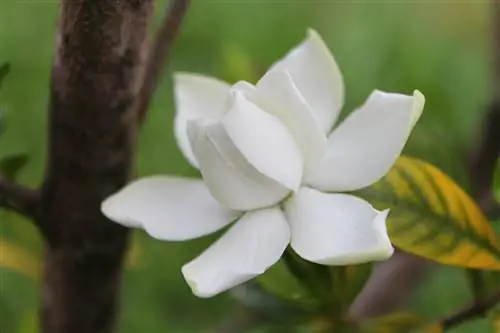 Gardenias giftig