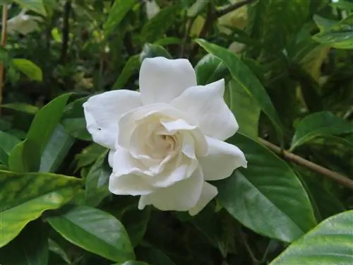 Gardenias giftig