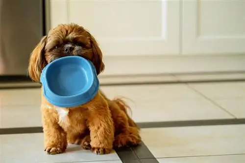 Honger Shih Tzu-hondjie wat 'n leë bak vashou