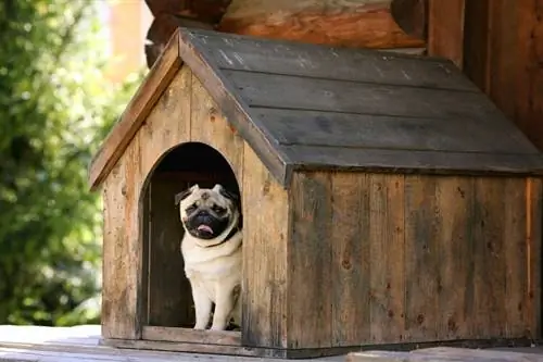 pug fericit în casă de câine din lemn în aer liber