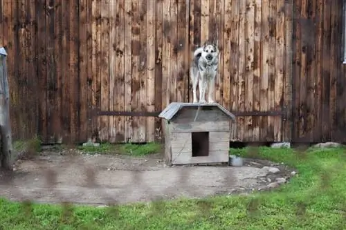 Hond vasgemaak aan hondehuis met hoë heining in agtergrond