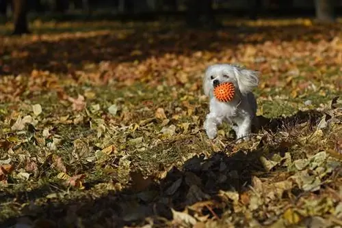 Мальтийский щенок играет