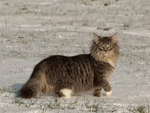 Skuša Tabby Pattern Norveška gozdna mačka