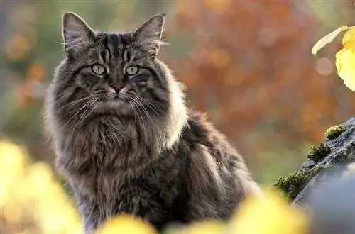 clássico gato malhado norueguês da floresta