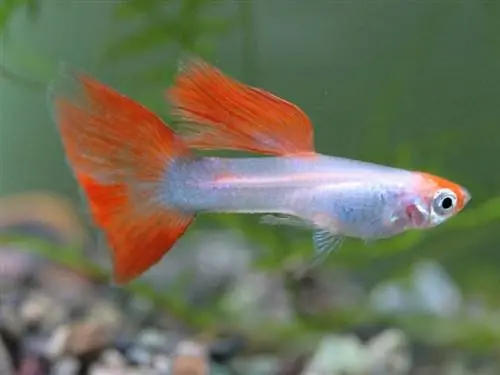 Guppies কতদিন বাঁচে? গড় আয়ুষ্কাল, ডেটা & কেয়ার