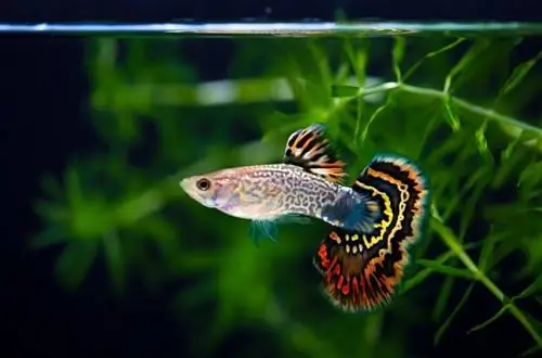 অভিনব guppies