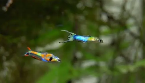 guppy dalam tangki