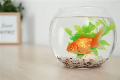 petit poisson rouge dans un bol de poisson rouge