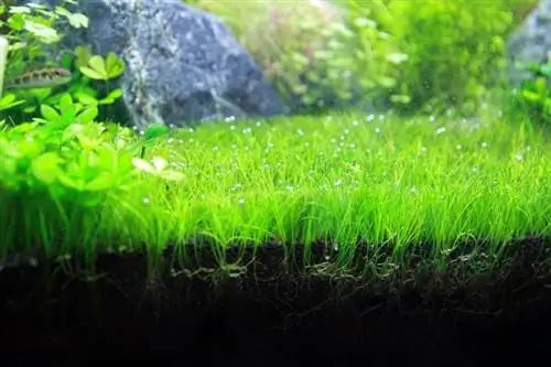 plante aquatique herbe à cheveux naine