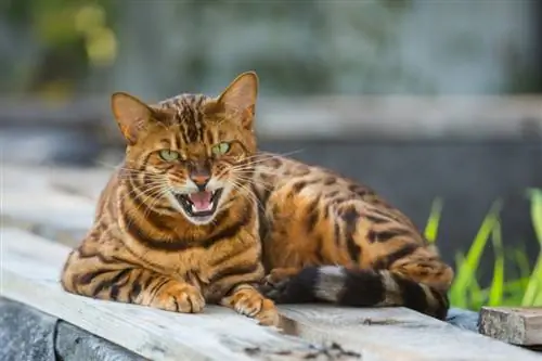 bengal cat na nakahiga sa kahoy