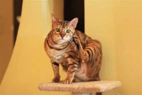 gato de bengala en el árbol del gato