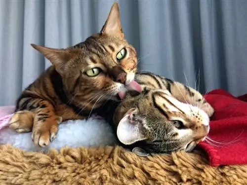 mga pusang bengal na nagdidilaan sa isa't isa