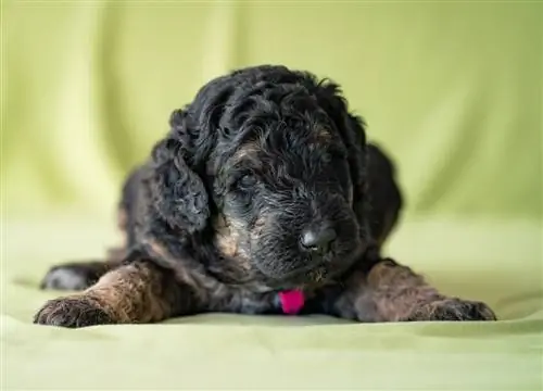 Chó con Goldendoodle sơ sinh