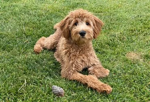 en hun F2B goldendoodle liggende på græsset