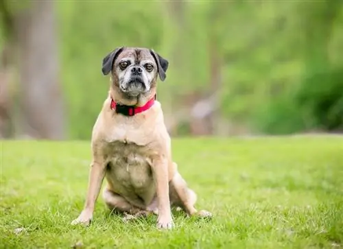 20 Qarışıq Beagle Cinsləri