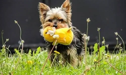 Yorkshire Terrier nrog cov khoom ua si