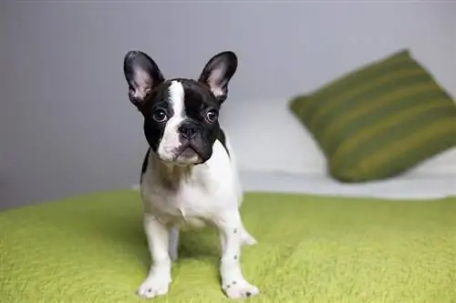 Pied French Bulldog: Info, bilder, egenskaper & Fakta