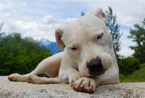 Dogo Argentino: ข้อมูล, รูปภาพ, ข้อเท็จจริงเกี่ยวกับสายพันธุ์สุนัข & ลักษณะเฉพาะ