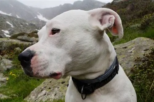 Dogo Argentino strana