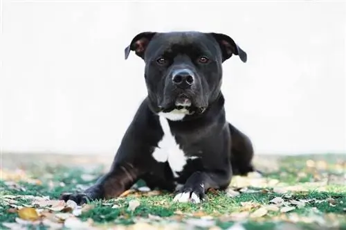 Black Pitbull: Bilder, fakta, historia & Ursprung