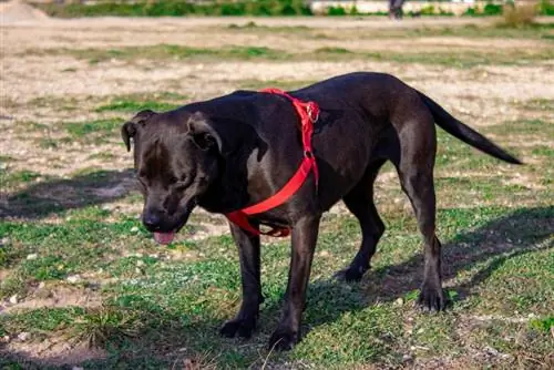 svart pitbull stående på gräset