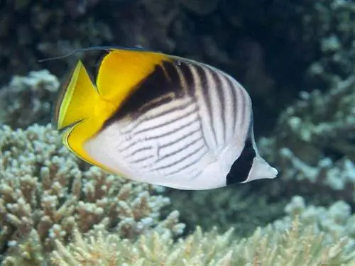 Pesce farfalla pinna filettata