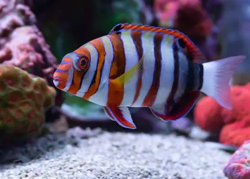 harlequin tuskfish dalam akuarium