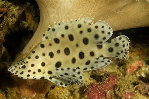 Pesce pantera