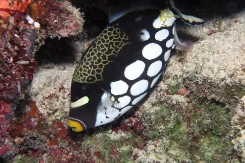 klovn tiggerfish