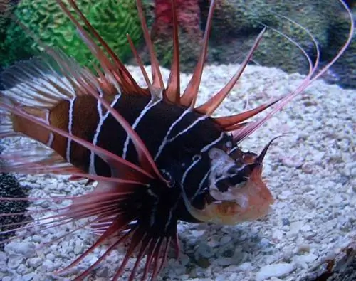 lionfish lähikuvasta