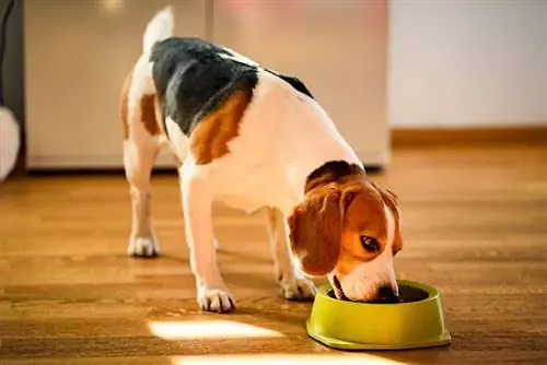 cane beagle anziano che mangia cibo dalla ciotola