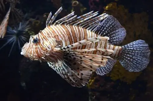 6 страхотни партньори в резервоара за Lionfish (Ръководство за съвместимост 2023)